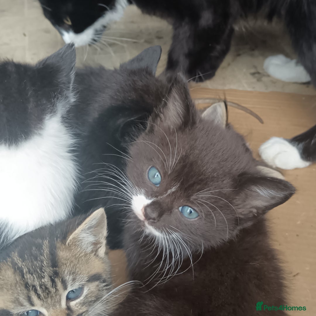 British Shorthair cats for sale: Cute Adorable baby kittens!!!  - Image 4