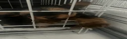 Yorkshire Terrier dogs for sale: Kc Yorkshire Terrier puppy’s  - Advert 7