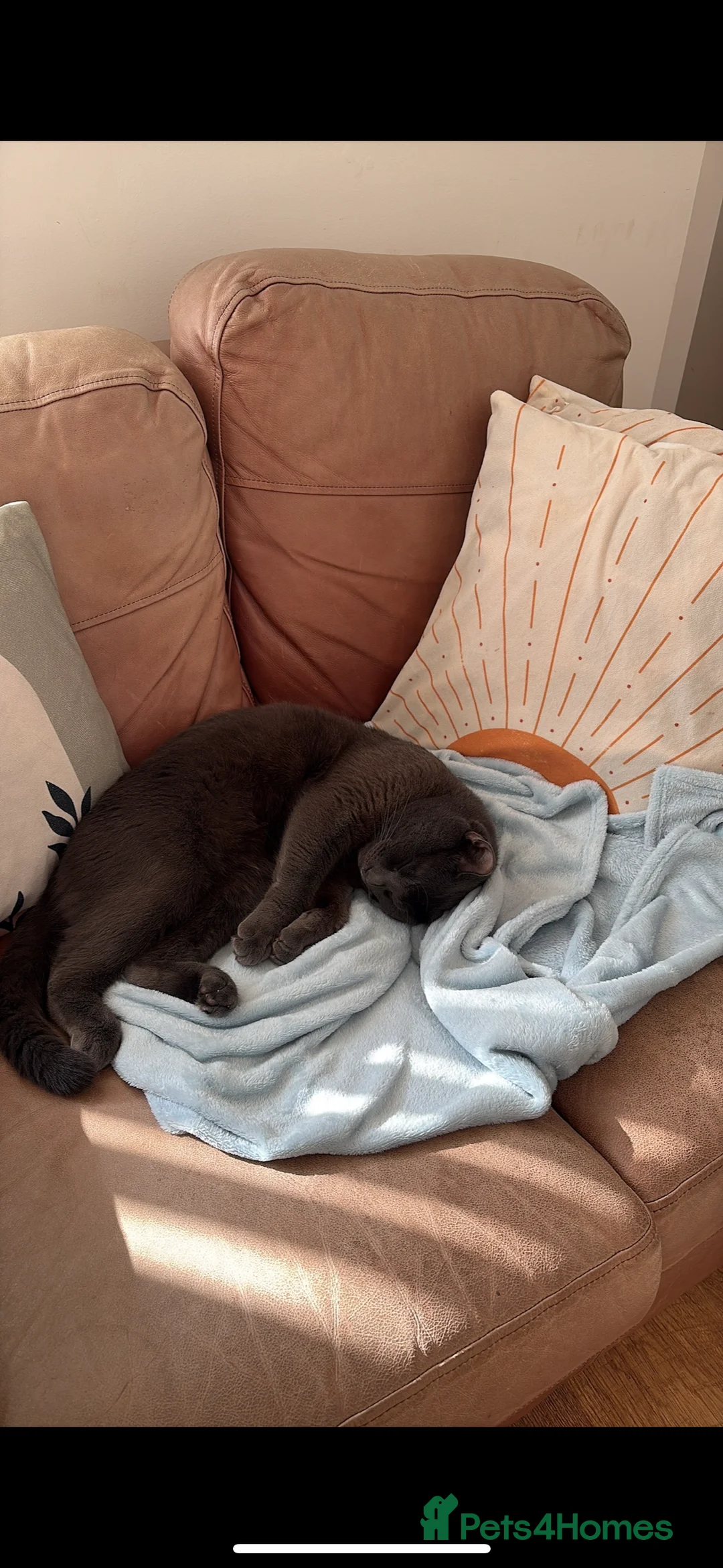 British Shorthair cats for sale: Grey British Shorthair Male – Loving & Cuddly  in Glasgow - Advert 8