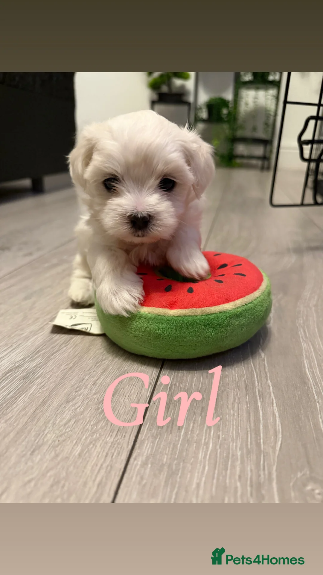 Maltese dogs for sale: Korean maltase puppies for sale  - Advert 4