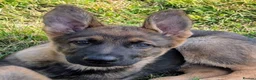German Shepherd dogs for sale: K.C. reg GSD female - Advert 3