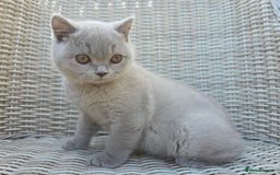 British Shorthair cats for sale: Stunning British Shorthair Kittens  - Image 9