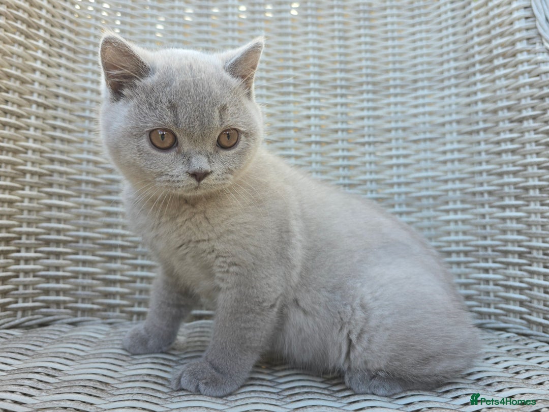 British Shorthair cats for sale: Stunning British Shorthair Kittens  - Image 9