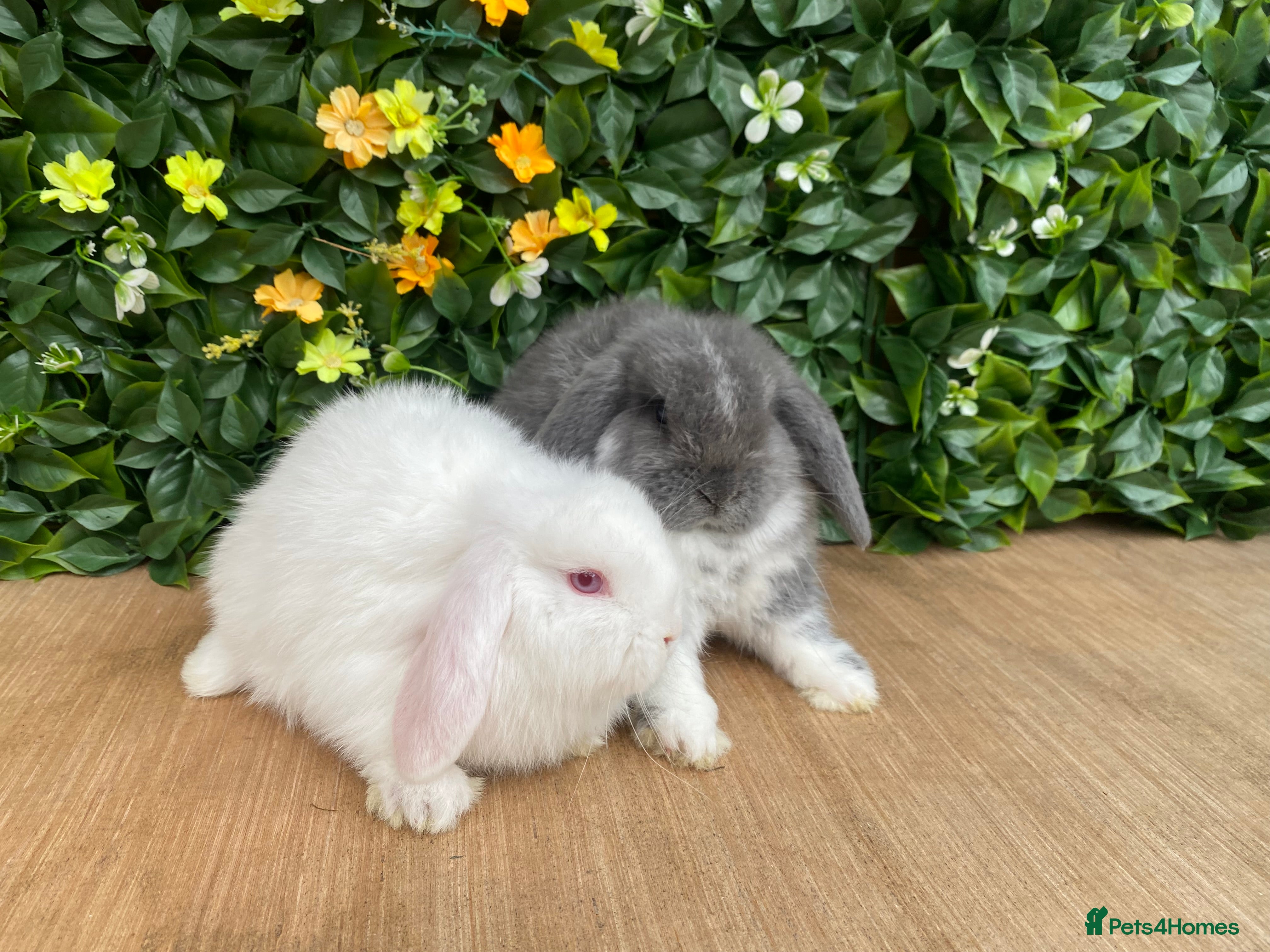 Mini Lop rabbits Mini lop bucks ready now  - Advert 2