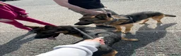 German Shepherd dogs for sale: 10 beautiful German shepherd puppies - Advert 16