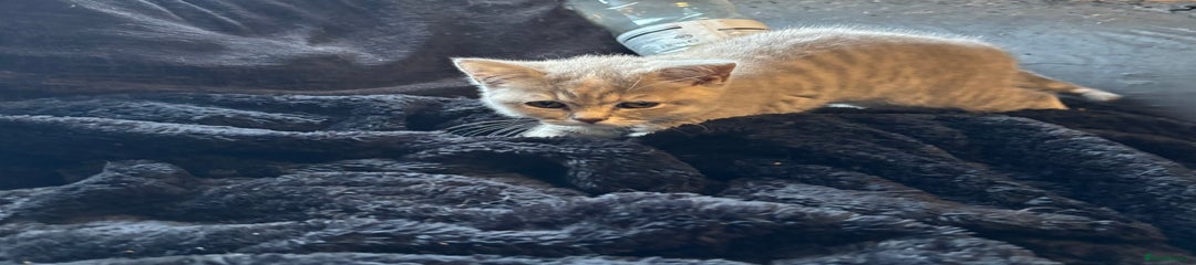British Shorthair Kitten 3
