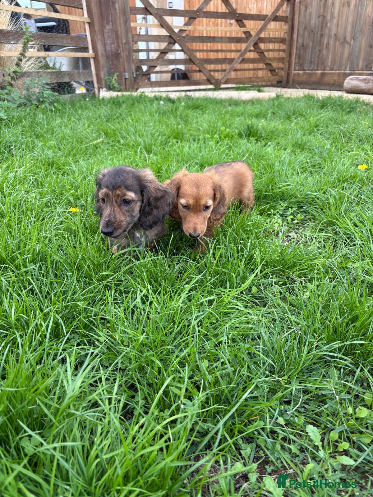 Miniature Dachshund dogs KC Reg, Champion Bloodline, Female Mini Dachshund - Advert 2