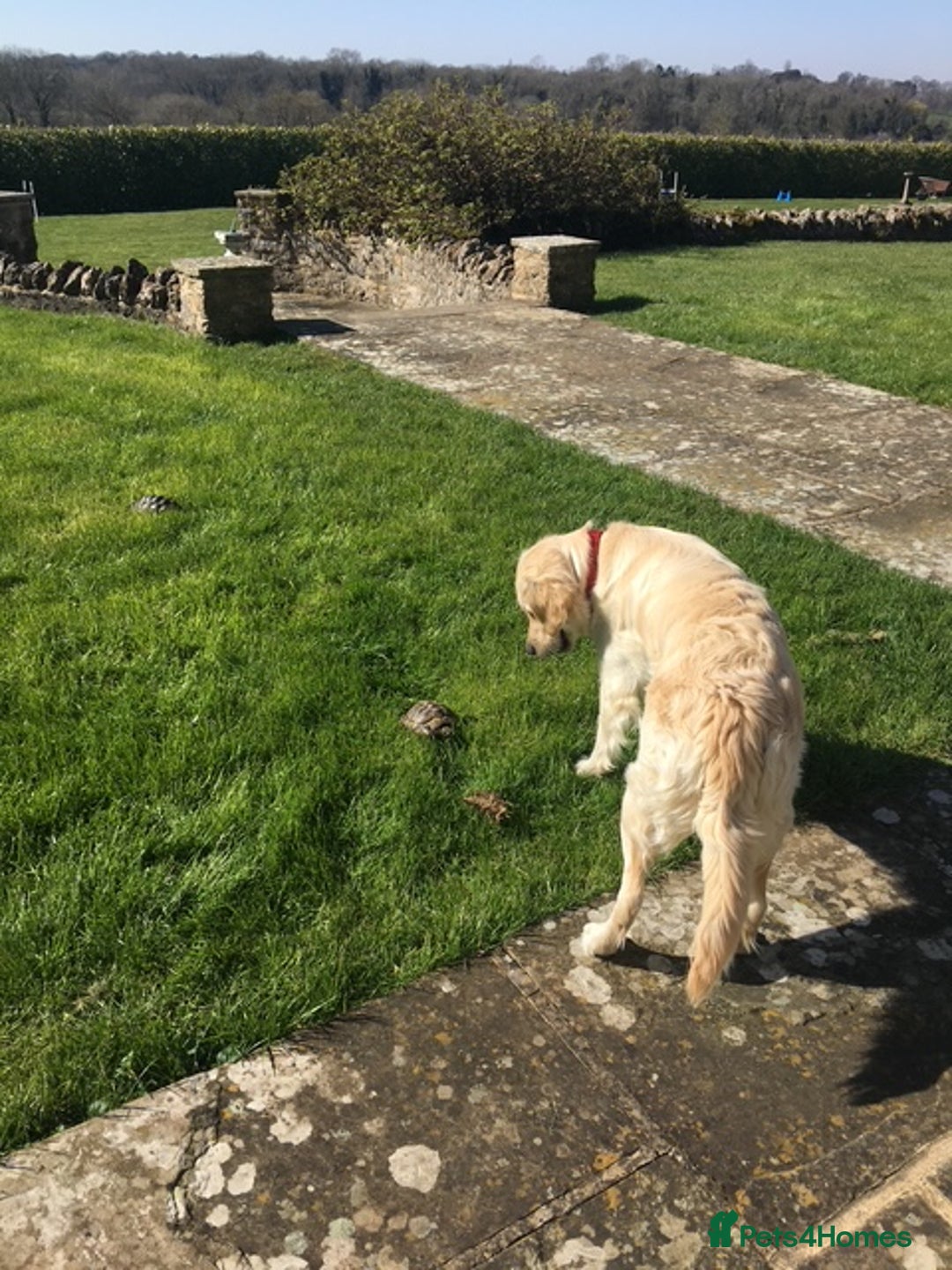 Golden Retriever dogs for sale: Beautiful pedigree Golden Retriever puppies  - Image 14