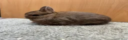 Netherland Dwarf rabbits for sale: Mini Rex cinnamon and netherland dwarfs  - Advert 5