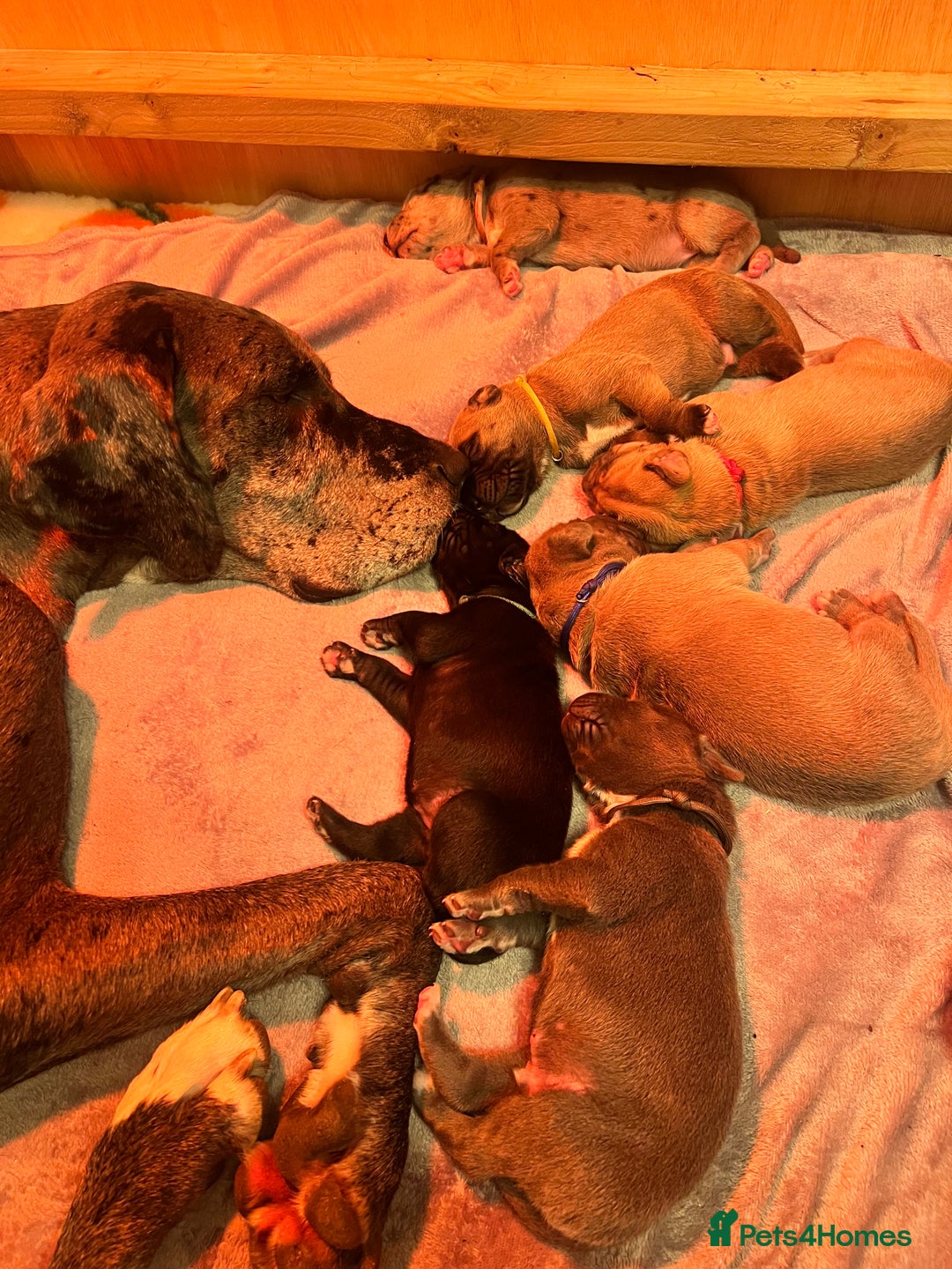 Great Dane dogs for sale: Great Dane puppy’s  - Image 15