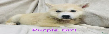 Siberian Husky Puppy Purple
