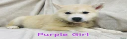 Siberian Husky dogs for sale: Stunning husky puppies - RARE white/cream  - Advert 4