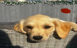 Golden Retriever dogs for sale: Beautiful KC reg Fluffy Golden Retriever Puppies - Image 30