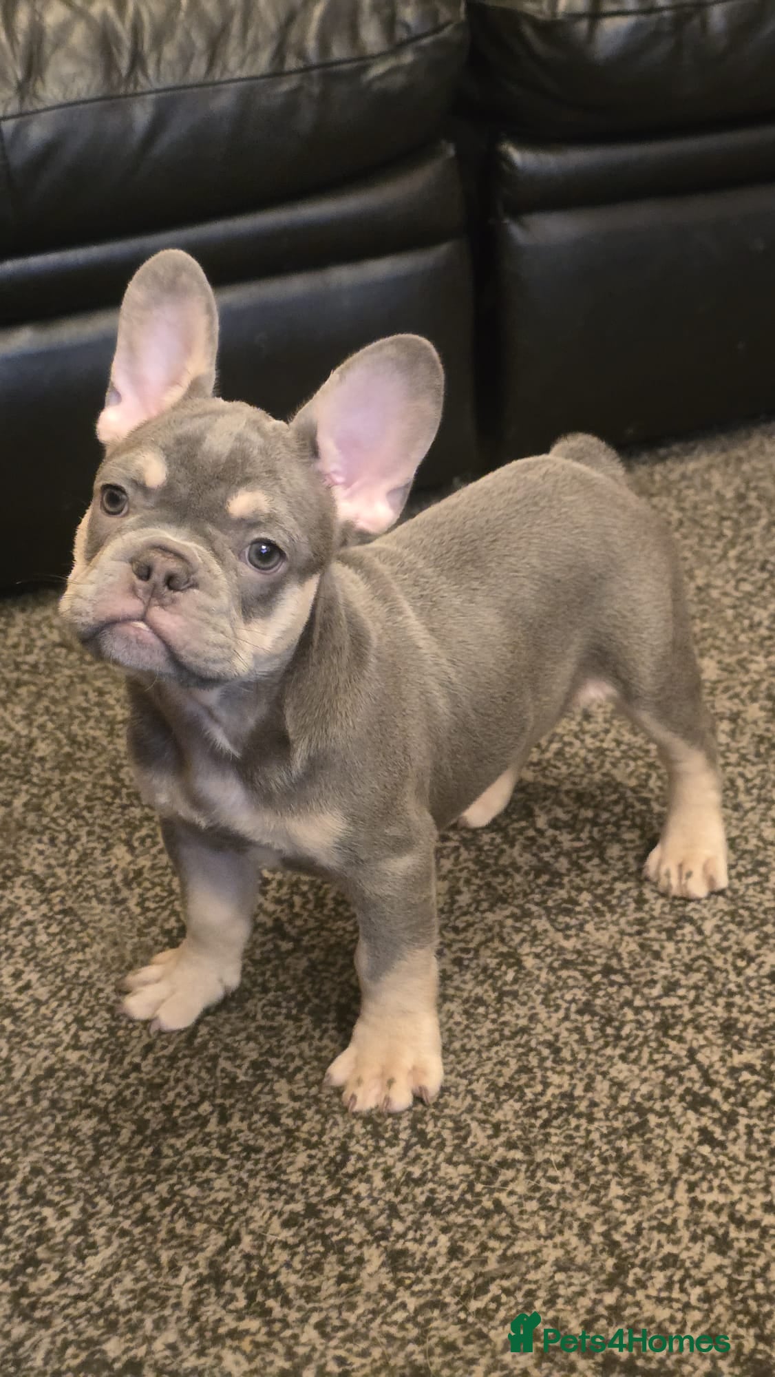 French Bulldog dogs Probably the best litter of Frenchies in the UK - Advert 11