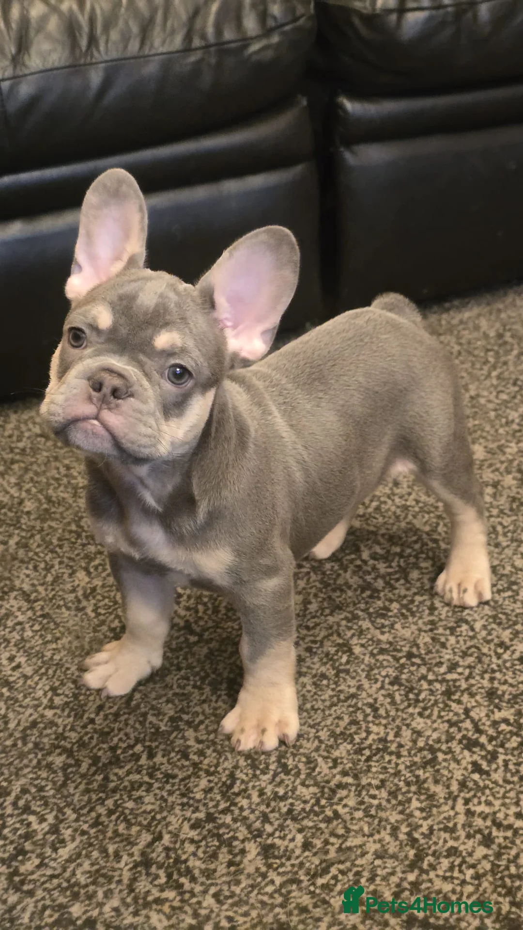 French Bulldog dogs for sale: Probably the best litter of Frenchies in the UK - Advert 1