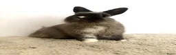 Netherland Dwarf rabbits for sale: Gorgeous Netherland dwarf male rabbit - Advert 8