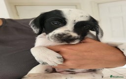 Mixed Breed dogs for sale:  Dalmaspoodles! Dalmation X springer/poodle pups - Image 4
