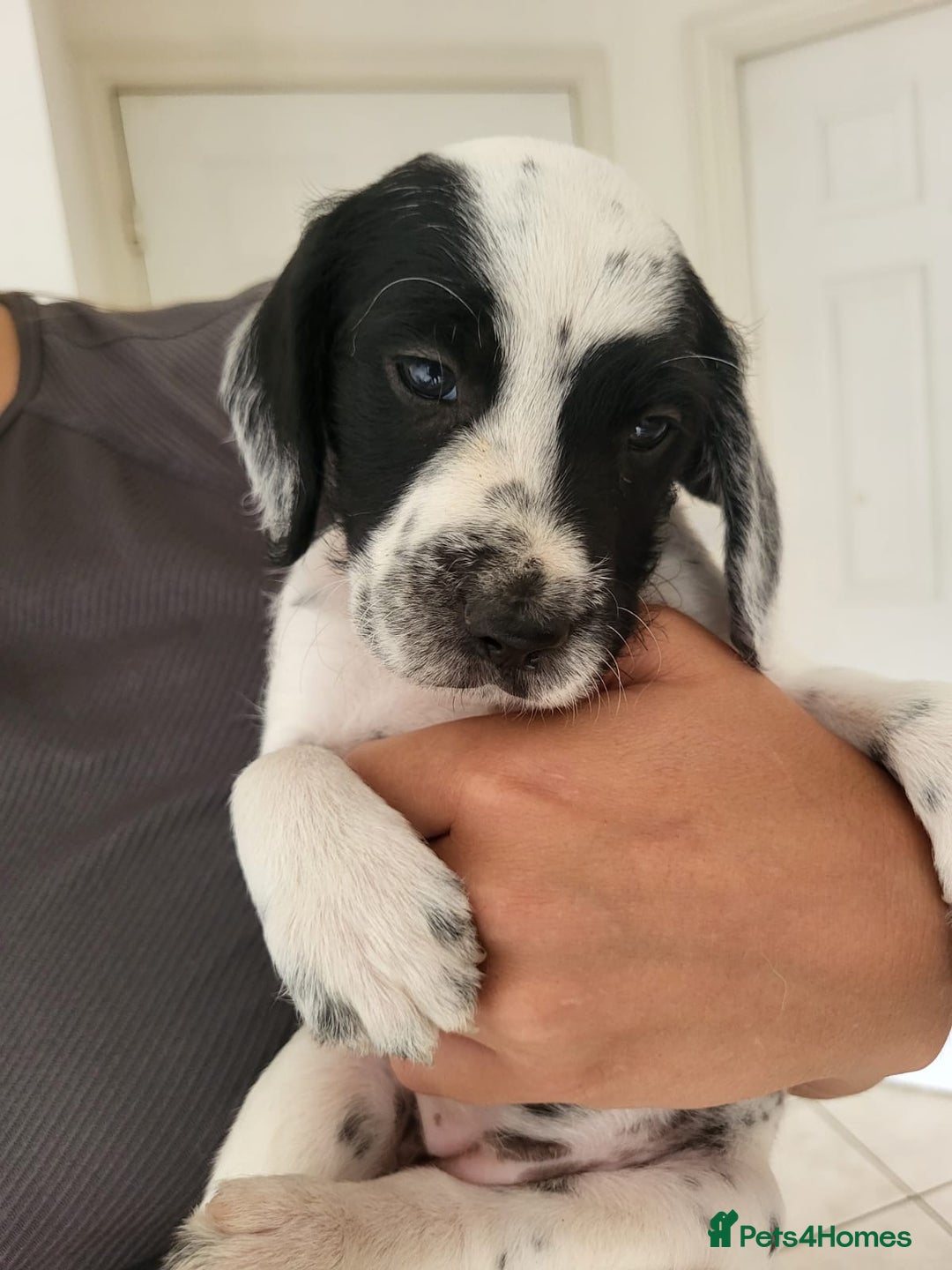 Mixed Breed dogs for sale:  Dalmaspoodles! Dalmation X springer/poodle pups - Image 4