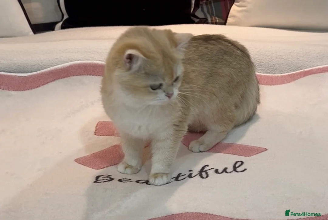 British Shorthair cats for sale: Tica Registered Ny12 Golden British Shorthair Girl - Advert 6