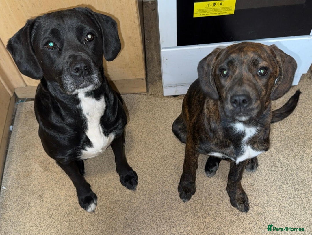 Mixed Breed dogs for sale: Need to rehome my 5 month old puppy - Image 7