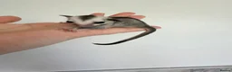 Sugar Glider rodents for sale: White face male Sugar glider available  - Advert 11