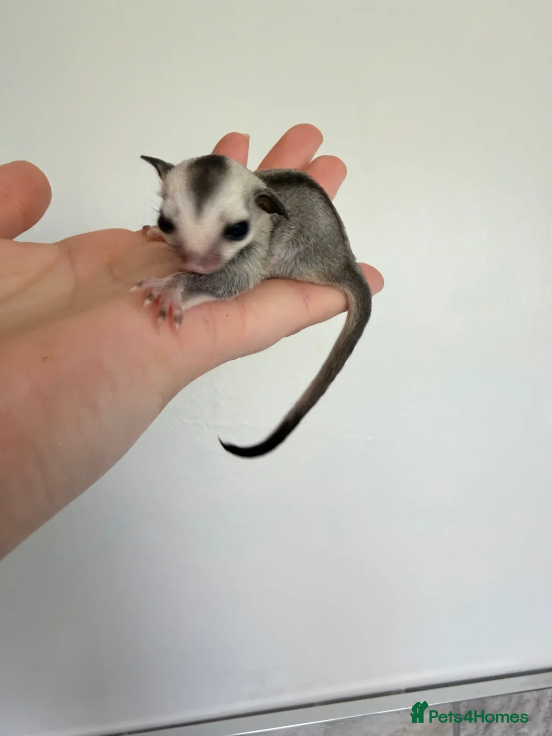 Sugar Glider rodents for sale: White face male Sugar glider available  - Advert 11