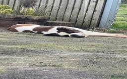 Saint Bernard dogs for stud: KC reg Big strong fluffy boy up for STUD (PROVEN) in Uttoxeter - Image 11