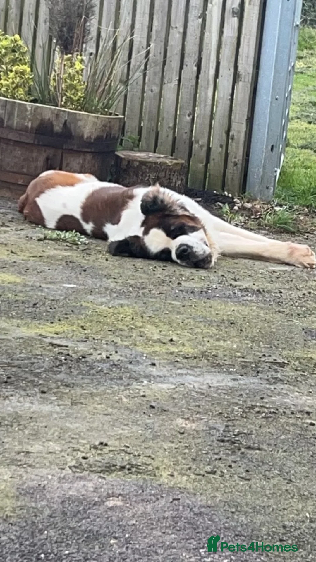 Saint Bernard dogs for stud: KC reg Big strong fluffy boy up for STUD (PROVEN) in Uttoxeter - Advert 11