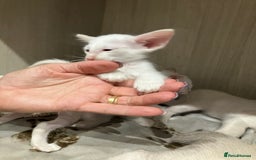 Balinese cats for sale: In your face Bali kittens - Image 4