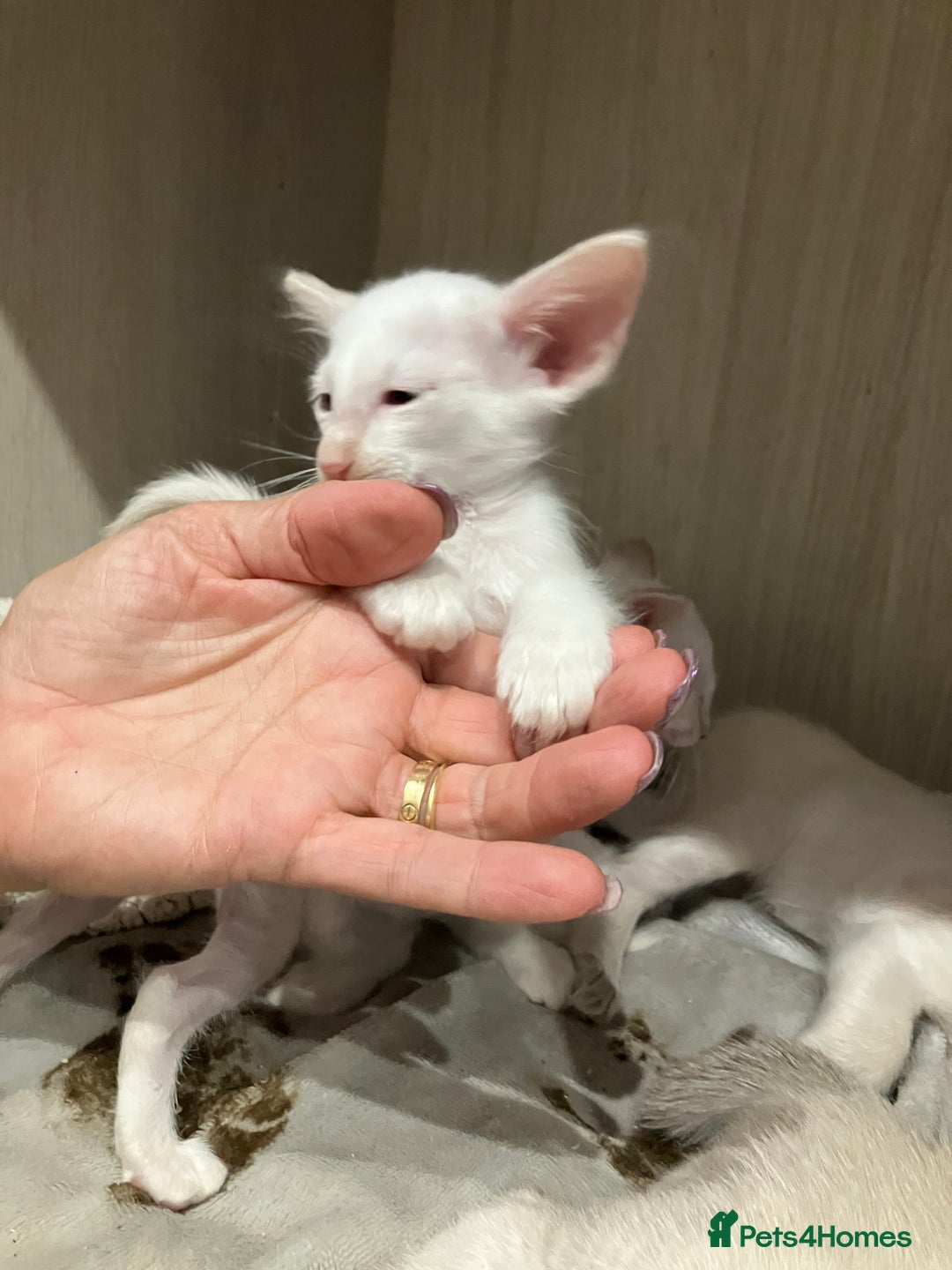 Balinese cats for sale: In your face Bali kittens - Image 4