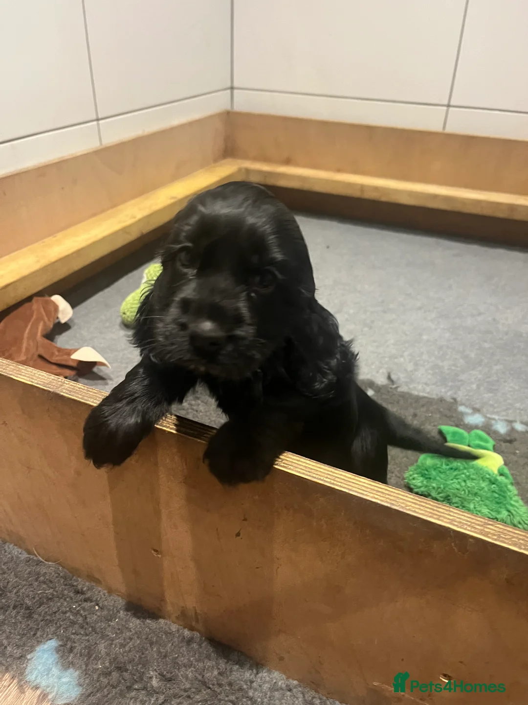 Cocker Spaniel dogs for sale: KC Show Cocker Spaniel  - Advert 4