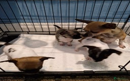 Chihuahua dogs for sale: Chihuahua puppies - Image 4