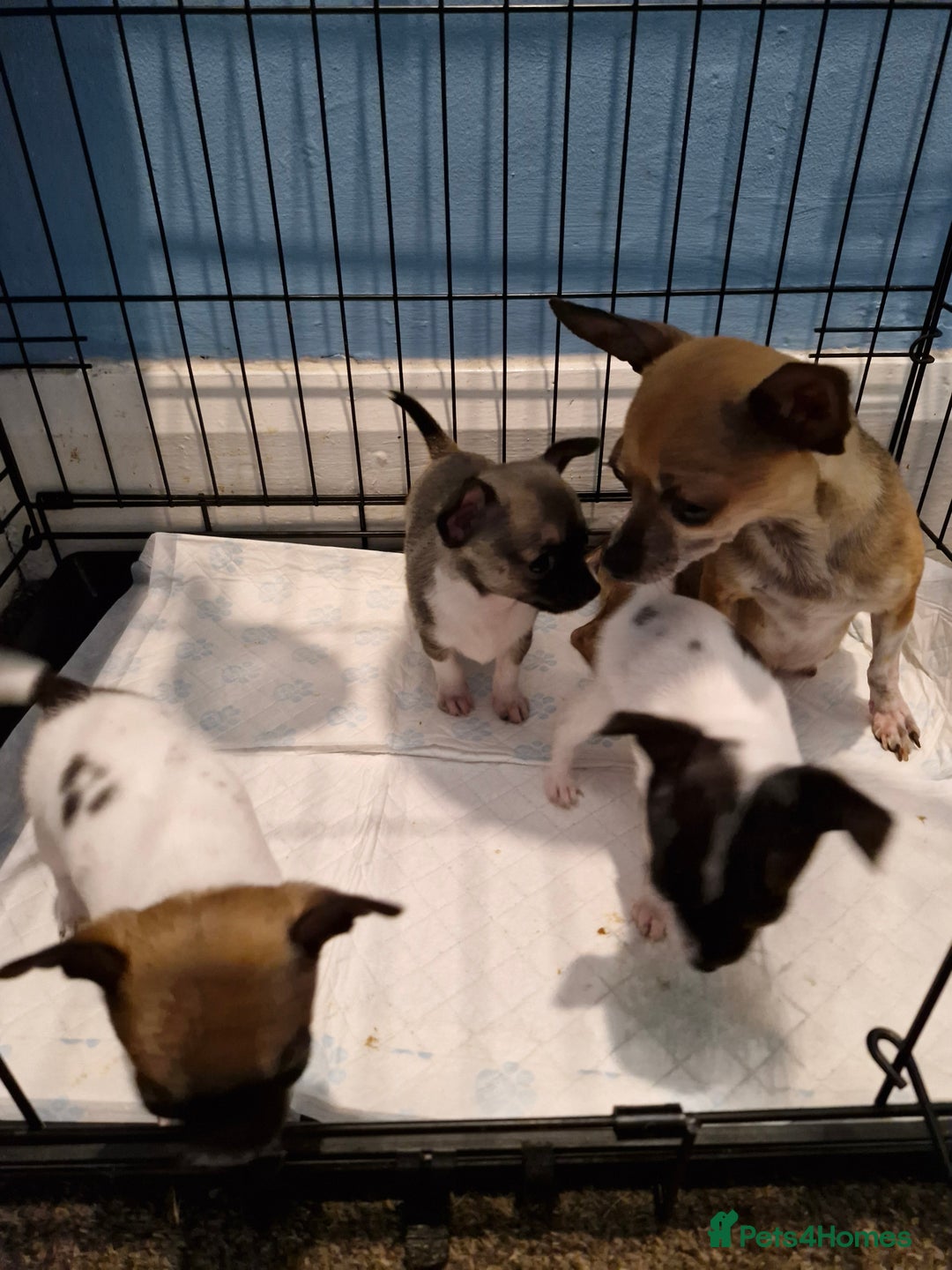 Chihuahua dogs for sale: Chihuahua puppies - Image 4