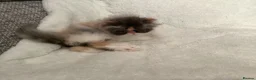 Persian cats for sale: Pure Persian Kitten - Advert 7