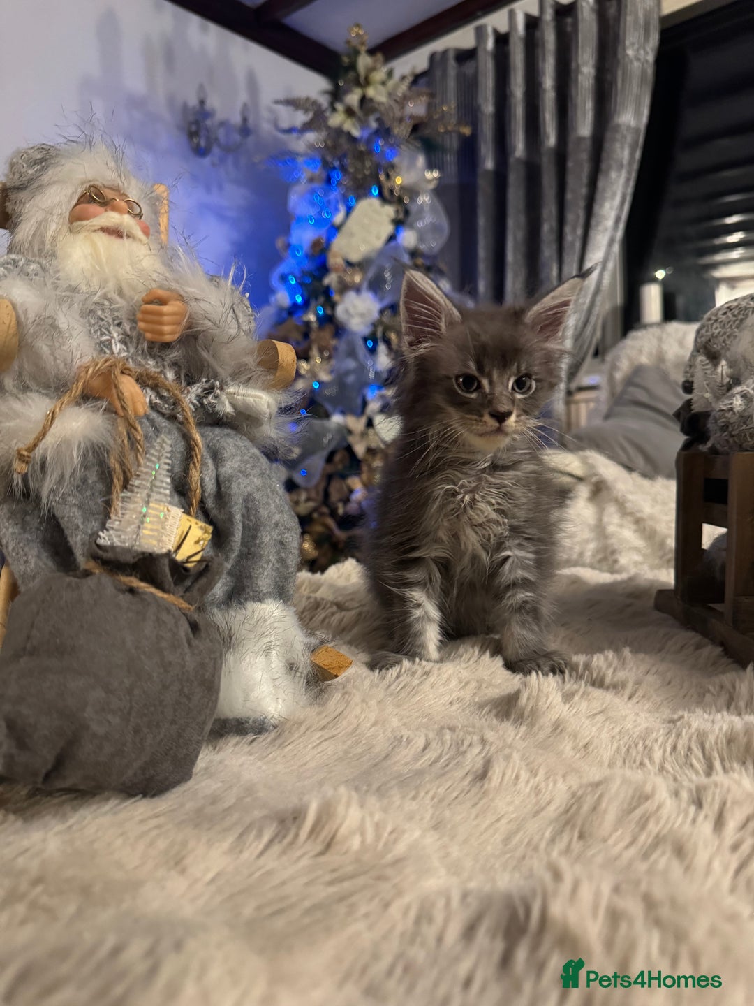 Maine Coon cats for sale: Exceptional Mainecoon Cubs 3 left - Advert 7