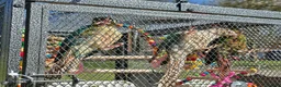 Conures birds for sale: 3 female conures in Stoke-on-Trent - Advert 7