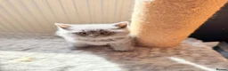 British Shorthair cats for sale: Pure-breed British Shorthair Kittens z  - Advert 4