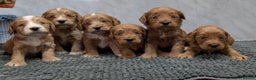 Cockapoo dogs for sale: Licensed breeder, health tested F1 cockapoo pups - Advert 28