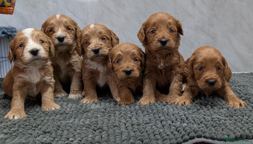 Cockapoo dogs for sale: Licensed breeder, health tested F1 cockapoo pups - Advert 28
