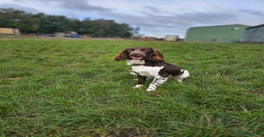 English Springer Spaniel dogs - Advert 1