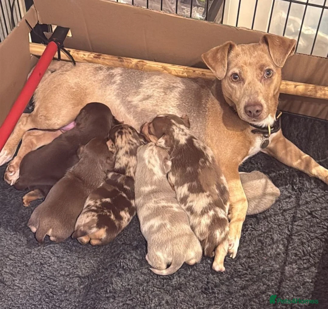 Jack Russell dogs for sale: Lovely Jack Russell Puppies - Ready Now! in Uckfield - Advert 1