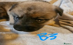 Huskita dogs for sale: Husky x akita puppys - Image 27