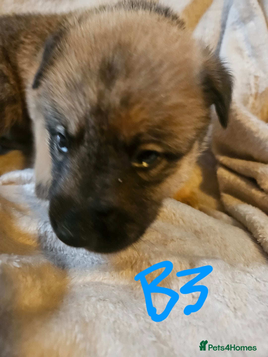 Huskita dogs for sale: Husky x akita puppys - Image 27