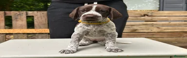 German Shorthaired Pointer 3