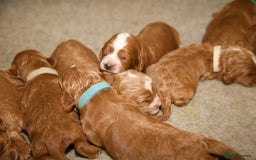 Cockapoo dogs for sale: Gorgeous Fox Red Cockapoo Puppies avail 15/12/25 - Image 17