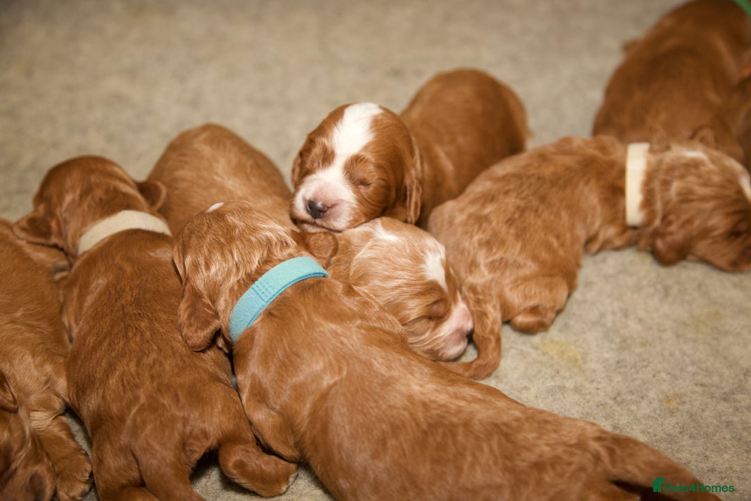 Cockapoo dogs for sale: Gorgeous Fox Red Cockapoo Puppies avail 15/12/25 - Image 17