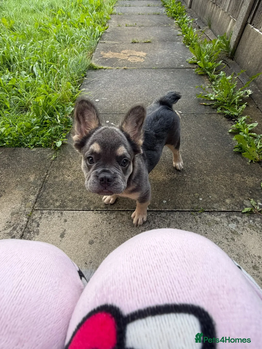French Bulldog dogs for sale: Chloe in Wigan - Advert 2