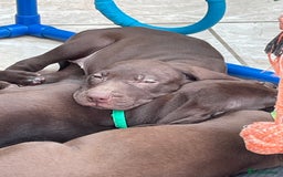 Mixed Breed dogs for sale: Stunning boys and girls available  - Image 10