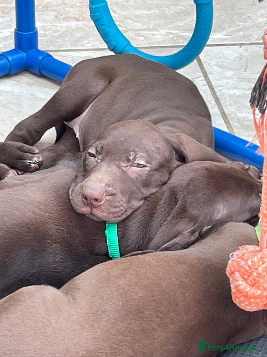 Mixed Breed dogs for sale: Stunning boys and girls available  - Image 10