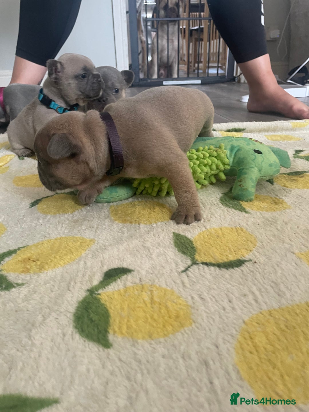 French Bulldog dogs for sale: French bulldog puppies - Image 4